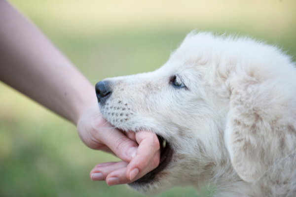 Proč pes kouše do rukou?